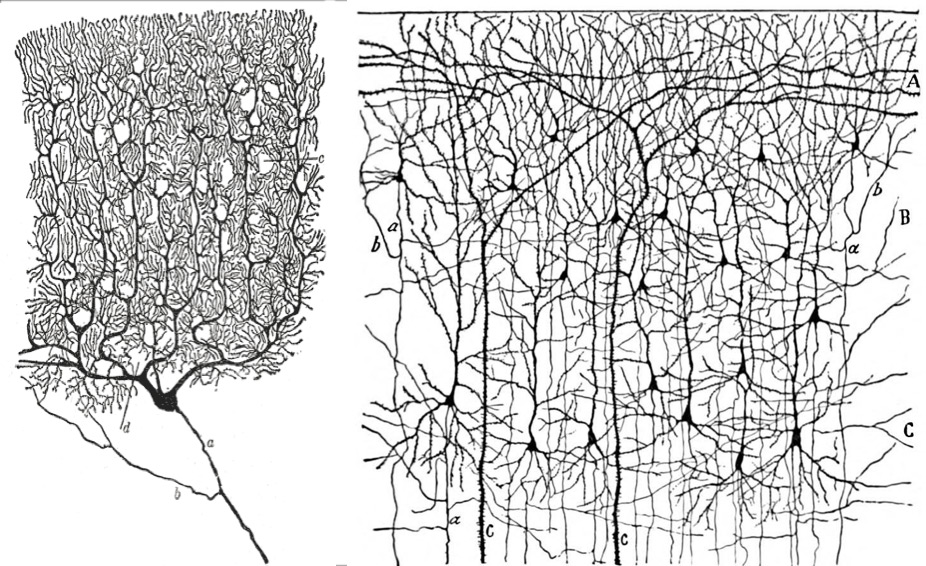 corteccia-e-cervelletto