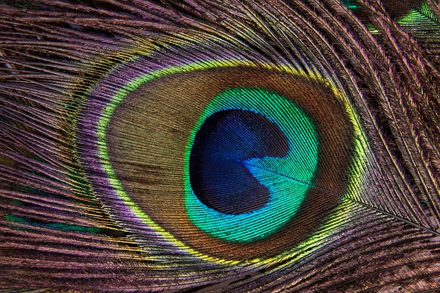 peacock-feather-186339_640